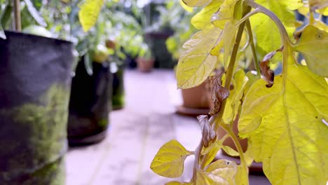 Hojas-Amarillas-En-La-Planta-De-Tomate-Enferma