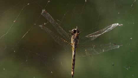 Eine-Libelle-Ist-Im-Tödlichen-Griff-Eines-Spinnennetzes-Gefangen---Isoliert-Aus-Nächster-Nähe