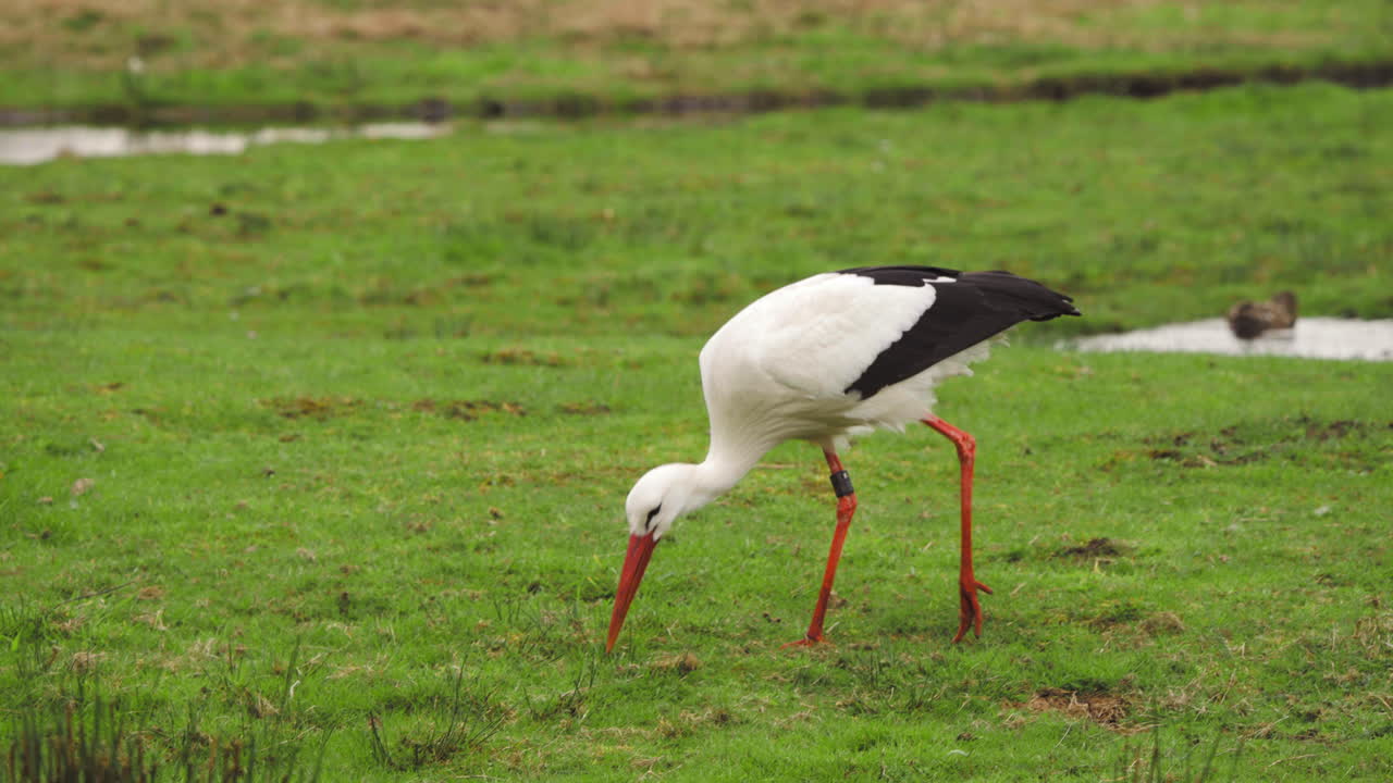 cigüeña blanca pastando en un pasto de hierba verde junto al río con un pato