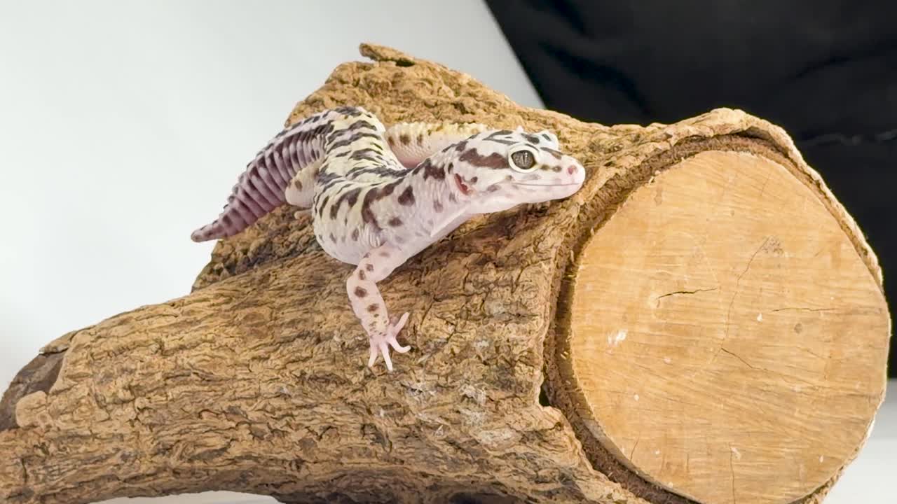 Un geco leopardo maculato si riposa su un tronco texturizzato su uno sfondo bianco pulito