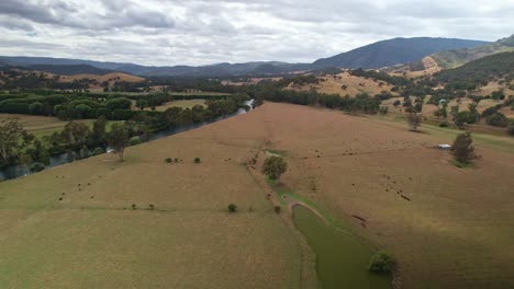 Antena-A-Lo-Largo-Del-Río-Goulburn-Y-Sobre-Potreros-Y-Vacas-Pastando-Cerca-De-Eildon,-Victoria,-Australia