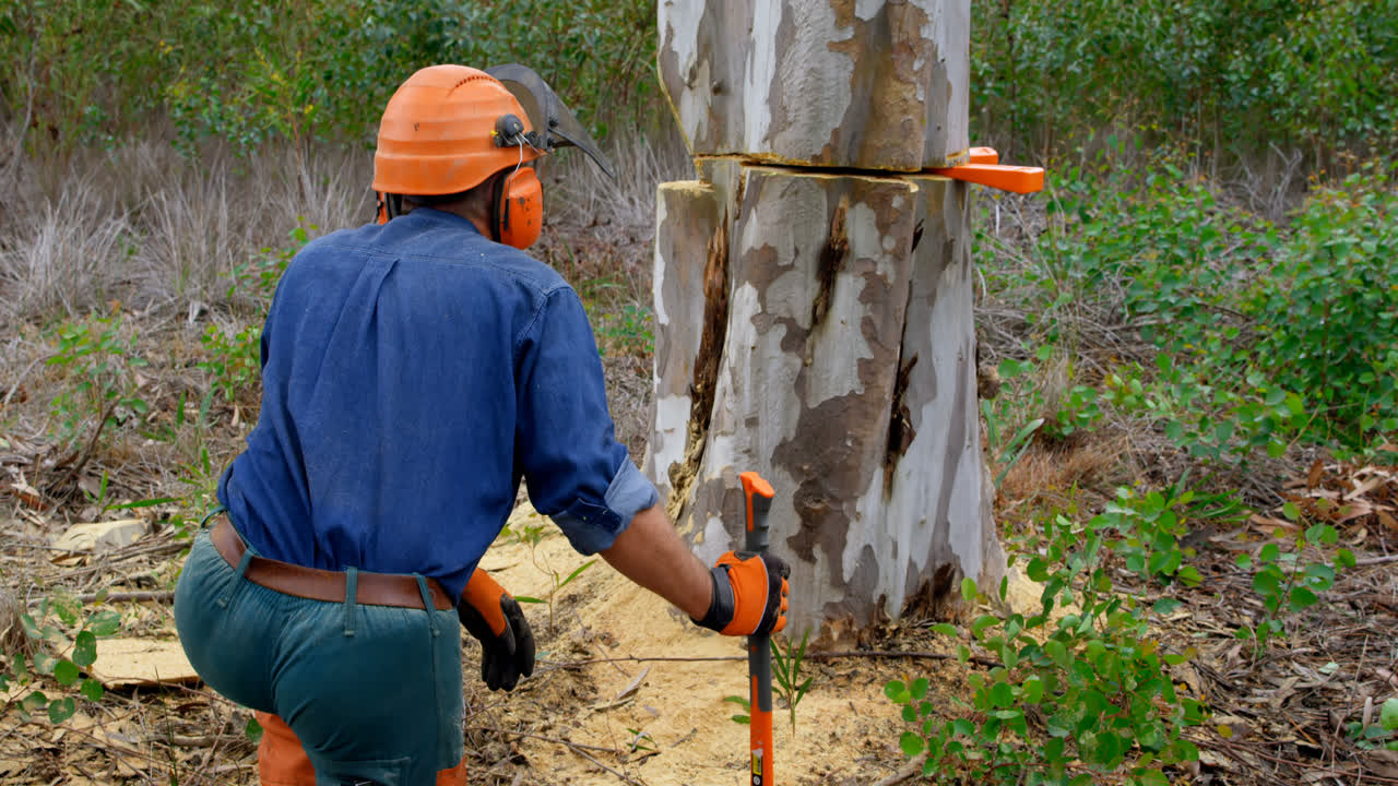 leñador comprobando el tronco del árbol en el bosque 4k
