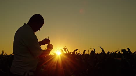 farmer inspecting corn plants at sunset