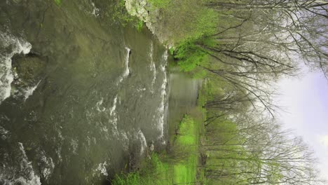 overlooking a creek with vivid green trees and bushes on either side