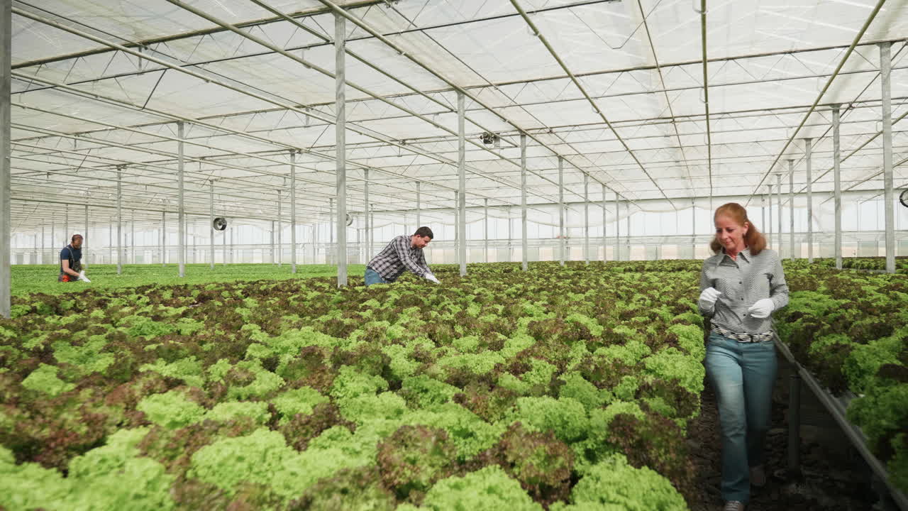People Working in a Greenhouse Growing Lettuce
