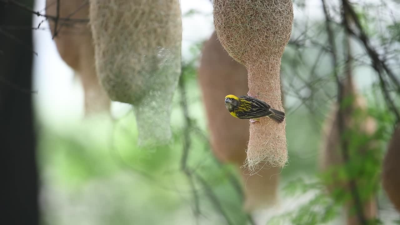 Weaver bird captured constructing suspended nest in wide colony view