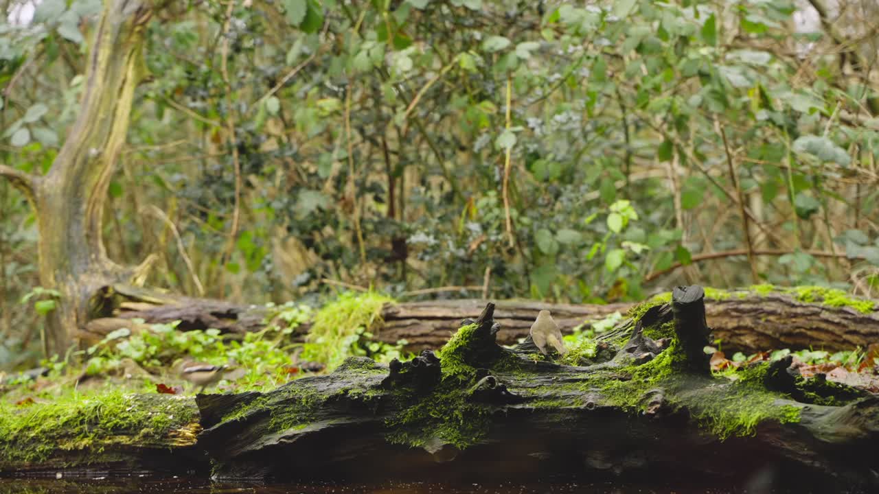A Eurasian robin standing on a mossy log in the quiet forest of Drenthe, Netherlands