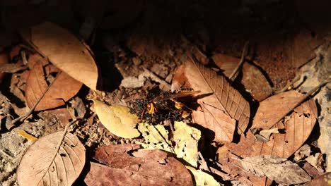 ants collectively moving food across forest floor