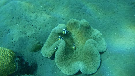 Schwarzer-Sattel-Clownfisch-Im-Tulamben-Korallengarten,-Unterwasser-Super-Zeitlupe