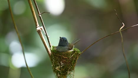 black-naped blue flycatcher, hypothymis azurea, kaeng krachan, thailand