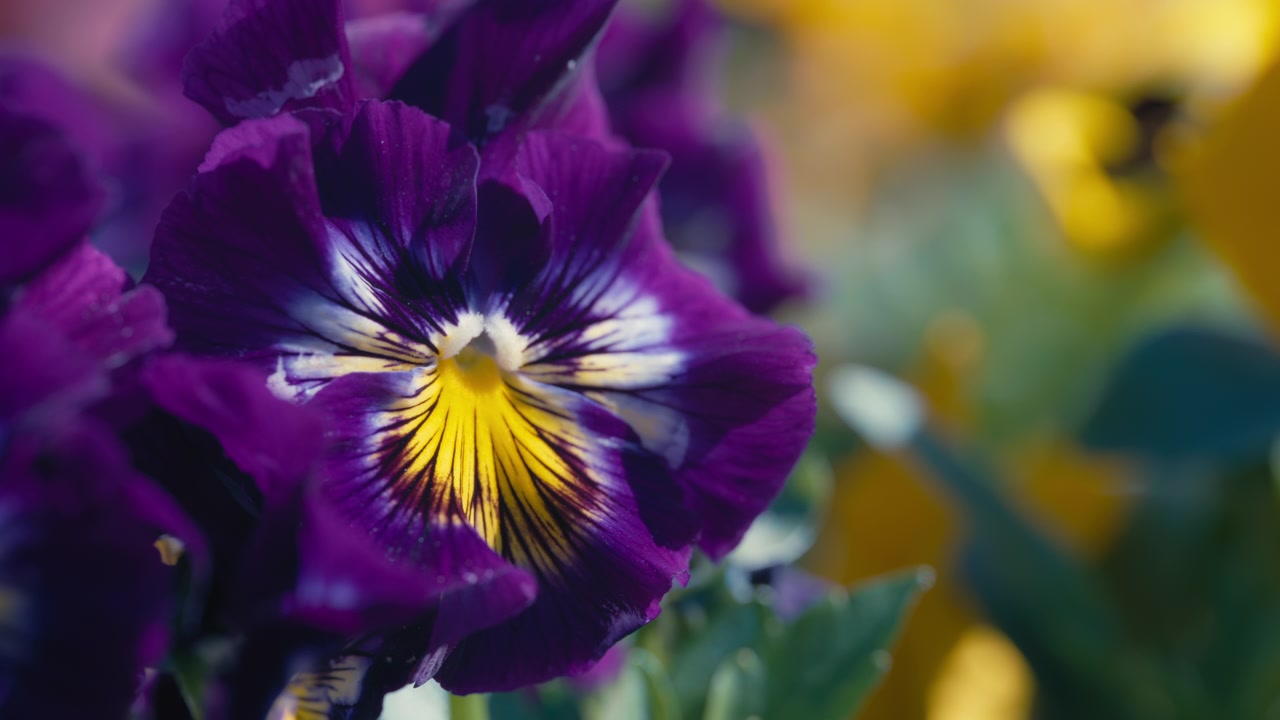 Primo piano di fiori di viola del pensiero viola che crescono in giardino