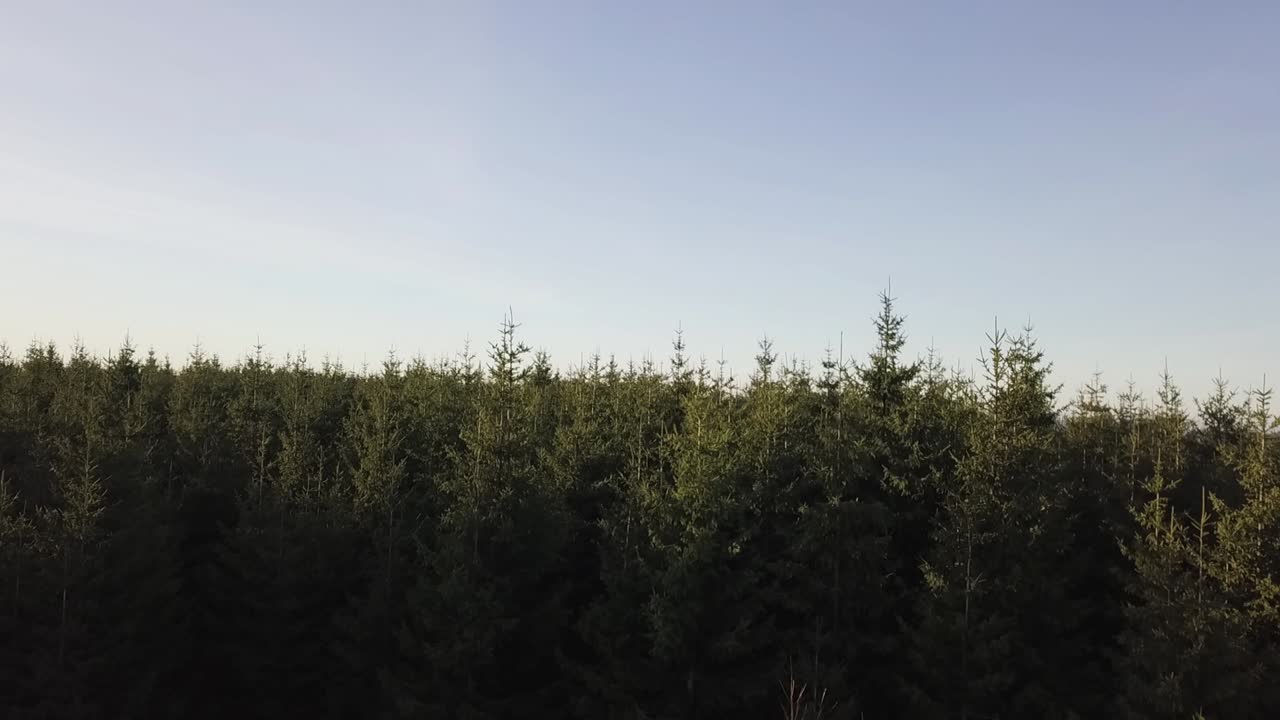 Tilt up of the camera showing in the foreground a metal cross and in the background a thick forest that extends to the horizon