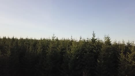 tilt up of the camera showing in the foreground a metal cross and in the background a thick forest that extends to the horizon