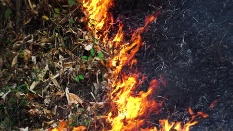 close-up of the fire advancing in the burning of stubble on the ground