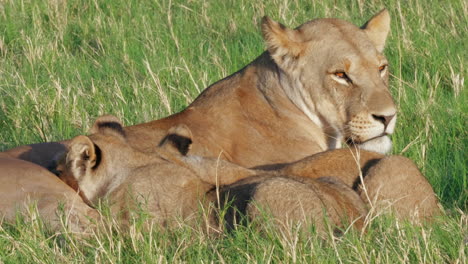 Mutterlöwin,-Die-Ihre-Jungen-Säugt,-Löwenstolz,-Savuti,-Botswana