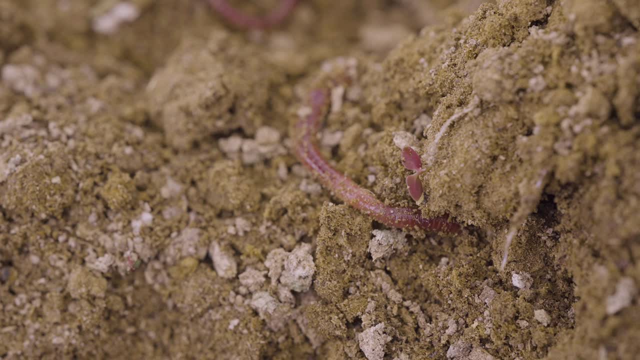 Minhocas cavando na terra. Minhocário e minhocas de vermicultura regenerando o solo. Mudanças climáticas. Solo orgânico