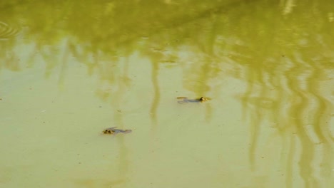 frog leaps out of green murky pond in swamp, where two other frogs sit