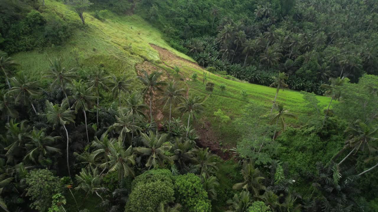 exuberantes cocoteros en la terraza de césped en el paisaje rural de bali, toma aérea en órbita