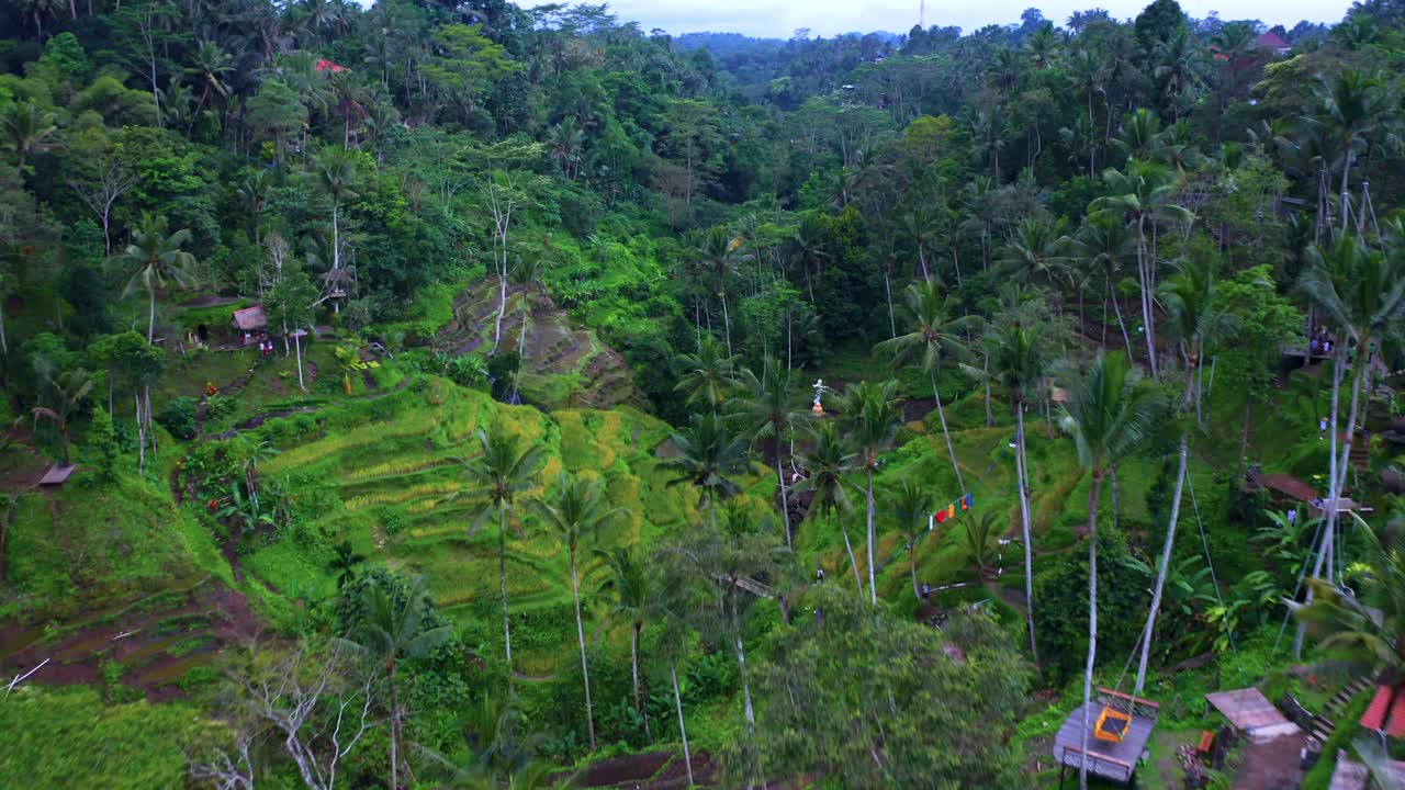 campos verdes de arroz y palmeras en ubud, bali, indonesia - toma aérea de un dron