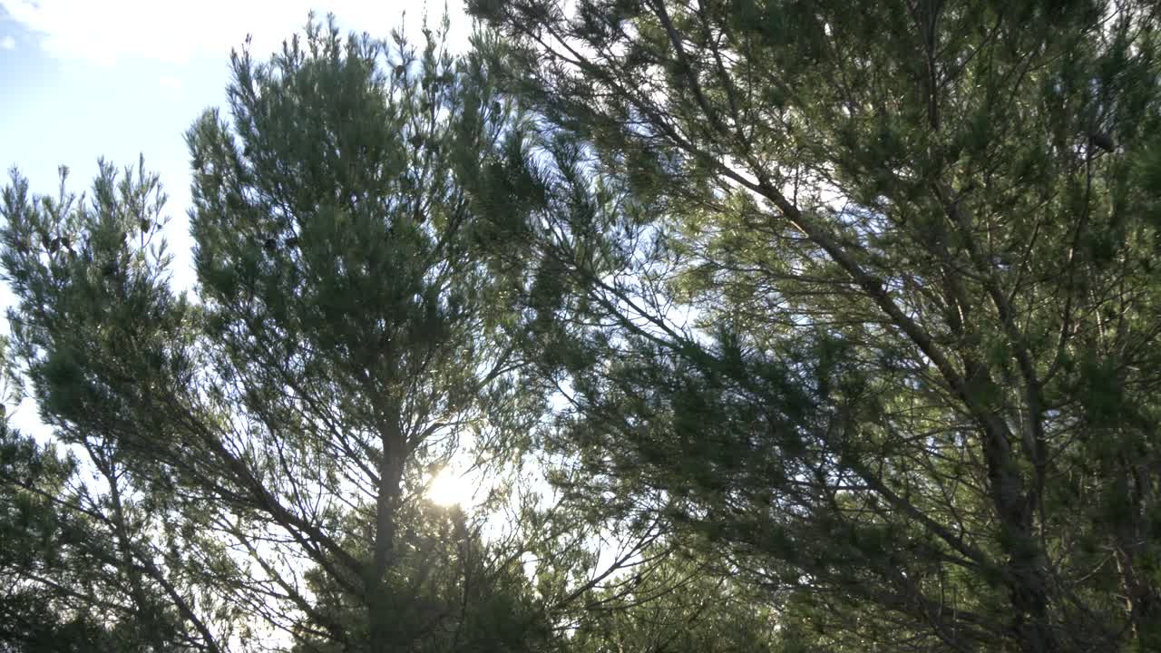 Looking up at pine trees while the sun and blue skies in the background, on a mountain in Spain