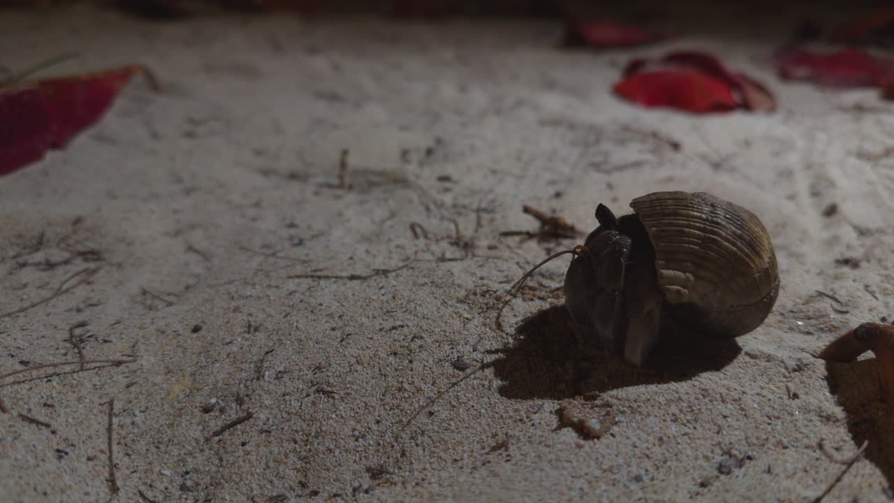 cangrejo ermitaño al anochecer en la playa de la isla de koh kradan, tailandia