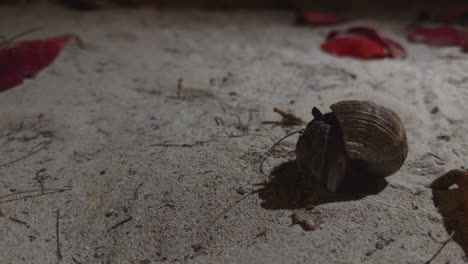 Hermit-crab-at-dusk-on-the-beach-at-Koh-Kradan-Island,-Thailand