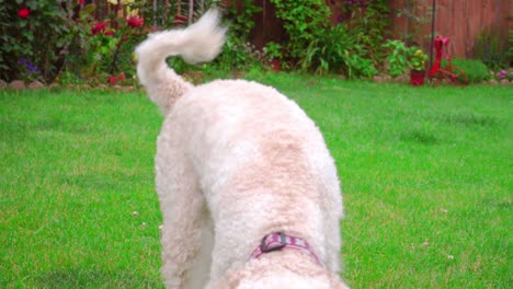 Verspielter-Hund,-Der-Gras-Läuft.-Weißer-Pudel,-Der-Draußen-Spielt.-Schönes-Haustiertraining