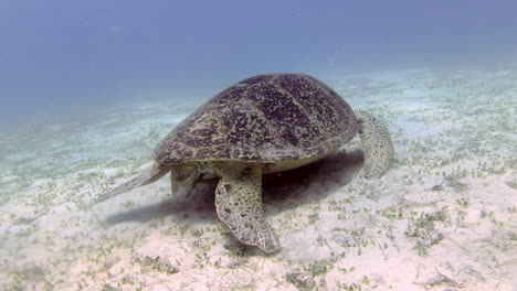 Tiro-De-Seguimiento-Submarino-De-Una-Tortuga-Nadando-Sola,-A-Lo-Largo-Del-Lecho-Marino-Frente-A-Las-Islas-Perhentian-De-Malasia-1080p