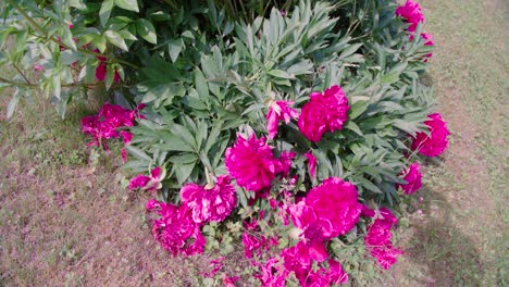 beautiful pink and red peonies in a garden