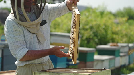 happy apiarist extracts honey frame from a hive. male farmer is smiling and satisfied with harvest, commenting what he sees. nature backdrop in blur.