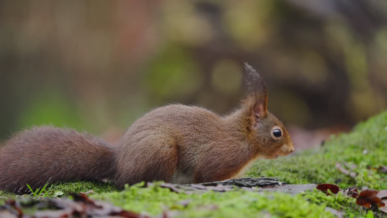 Red squirrel lying low on forest floor near moss, head forward, eyes alert in natural daylight, chewing and foraging