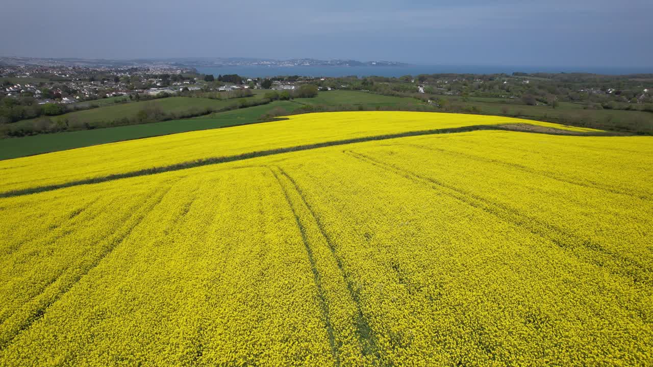 campo de colza devon costa del reino unido en el punto de vista aéreo de drones de fondo