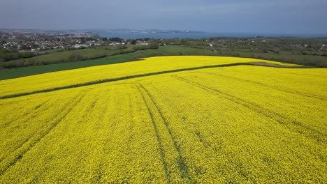 Campo-De-Colza-Devon-Costa-Del-Reino-Unido-En-El-Punto-De-Vista-Aéreo-De-Drones-De-Fondo