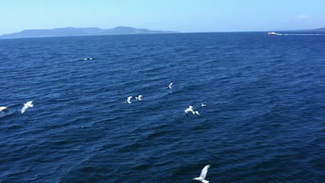 drone shot of seagulls flying over the sea