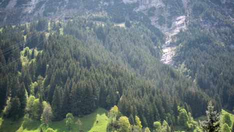 Lapso-De-Tiempo-De-Un-Bosque-Con-Polen-De-árbol-En-Vientos-Tormentosos-De-Foehn-En-Los-Alpes-Suizos