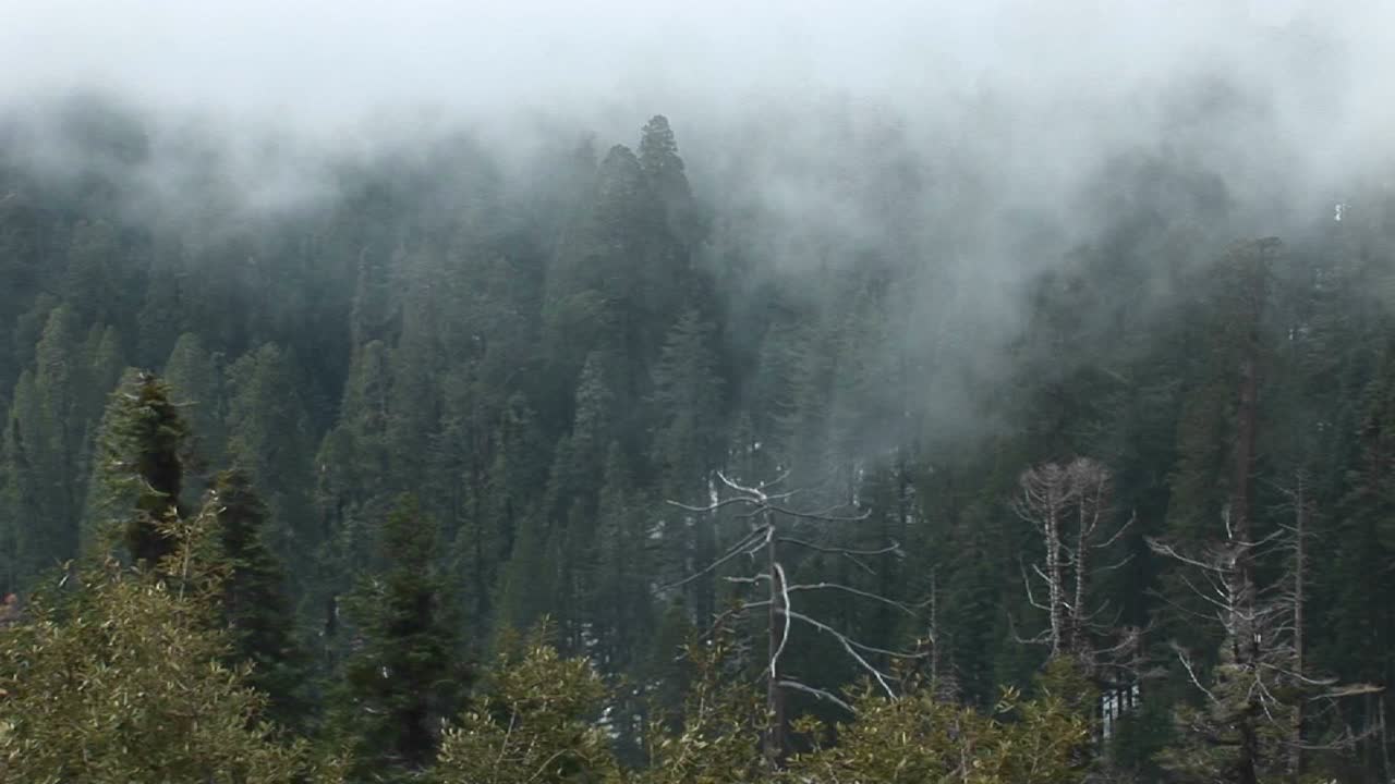 느리게 움직이는 안개 둑에 싸인 소나무 숲의 하이앵글
