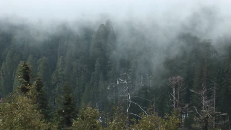 Hochwinkel-Eines-Kiefernwaldes,-Der-Von-Einer-Sich-Langsam-Bewegenden-Nebelbank-Eingehüllt-Wird