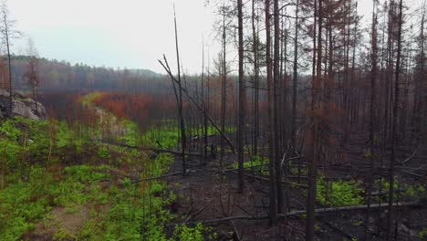 secuelas de un incendio forestal - nuevas plantas creciendo en medio de árboles carbonizados en el bosque de canadá