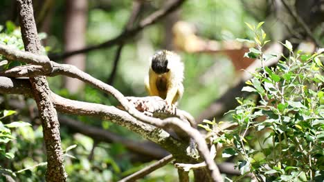 Mono-Ardilla-En-La-Selva-Madre-Y-Bebé-En-Los-árboles