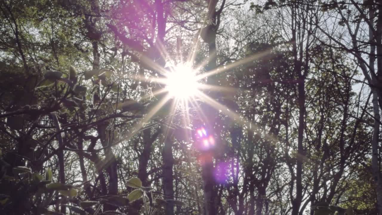 Lush green English woodland with sun stars medium panning shot