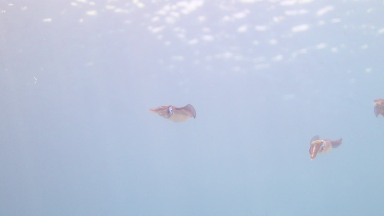 이집트 홍해의 산호초에 사는 오징어, 오징어는 제트 추진력으로 이동하는 빠른 수영 선수이며 주로 눈으로 먹이를 찾습니다.