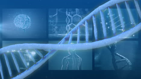 dna strand and scientific data processing animation over brain and human body diagrams