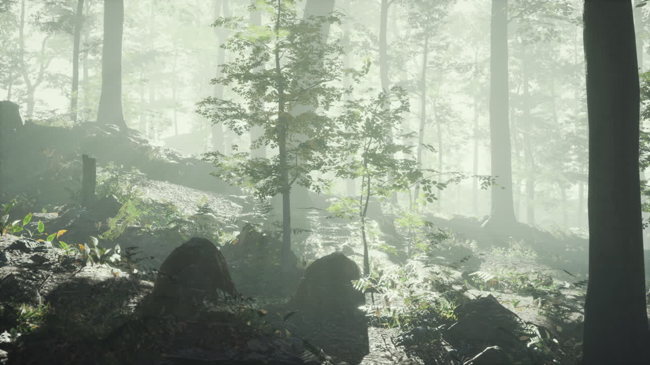 안개 를 통해  ⁇ 빛 을 비추는  ⁇ 빛 의 실루 ⁇  이 있는 숲
