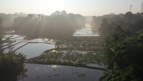 misty rice paddies at sunrise