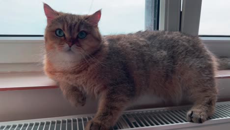 hermoso gato británico de pelo corto acostado en el umbral de una ventana
