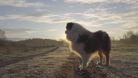 Portrait-of-an-Australian-Shepherd-standing-at-sunset-on-vast-grasslands