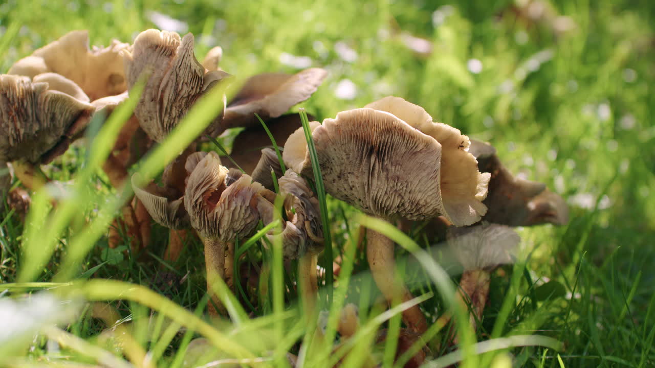 Wide shot of Chanterelles growing in a garden