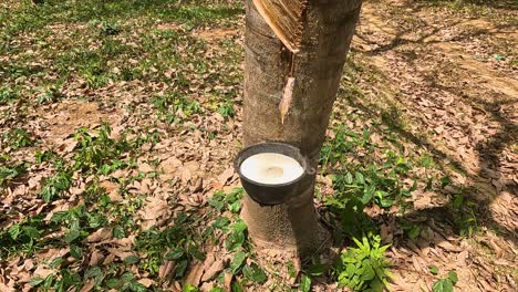 a serene view of rubber trees being tapped for latex in a sunlit phuket plantation