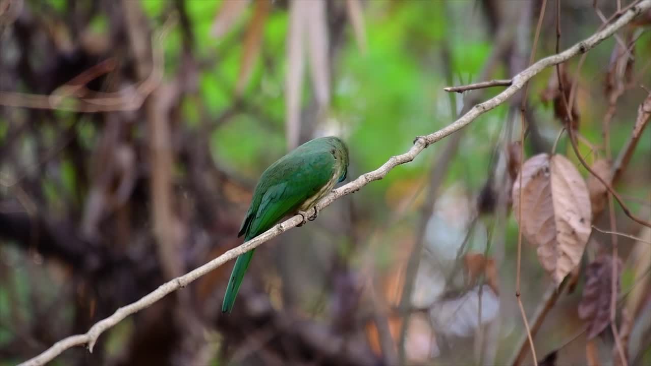 푸른수염벌잡이는 태국을 포함한 말레이시아 반도의 특정 산림 개간지에서 발견됩니다.