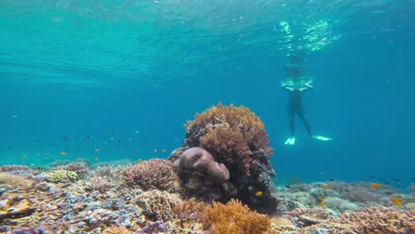 Vibrante-Arrecife-De-Coral-Repleto-De-Diversa-Vida-Marina,-Incluida-Una-Estructura-Prominente-De-Corales-Blandos-Y-Varios-Peces-Nadando-Alrededor